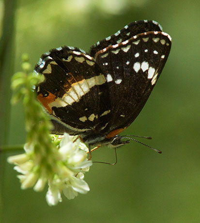 Bordered Patch Chlosyne lacinia Butterfly