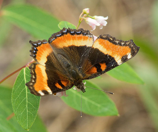 Milbert's Tortoiseshell Aglais milberti Butterfly