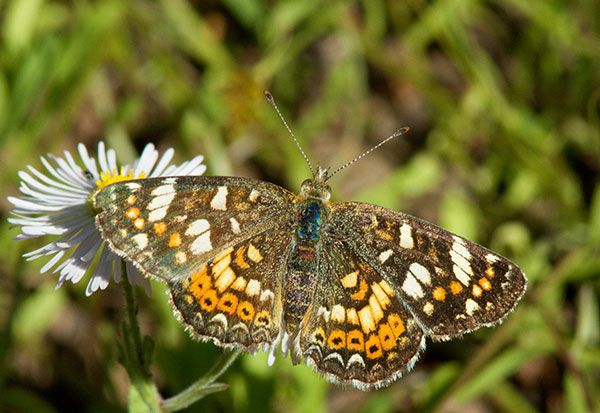 Field Crescent Phyciodes campestris Butterfly