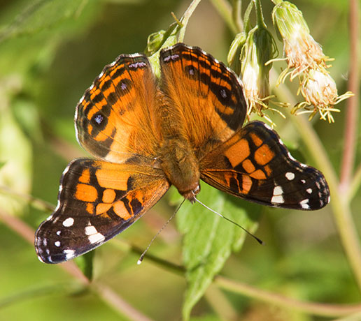 American Lady Vanessa virginiensi Butterfly
