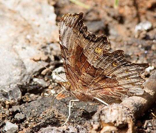 Satyr Comma Polygonia satyrus Satyr Anglewing Butterfly