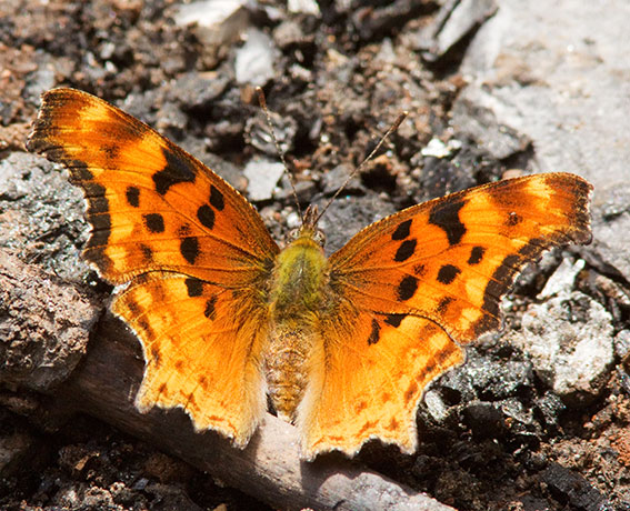 Satyr Comma Polygonia satyrus Satyr Anglewing Butterfly