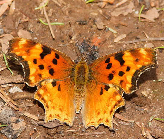 Satyr Comma Polygonia satyrus Satyr Anglewing Butterfly