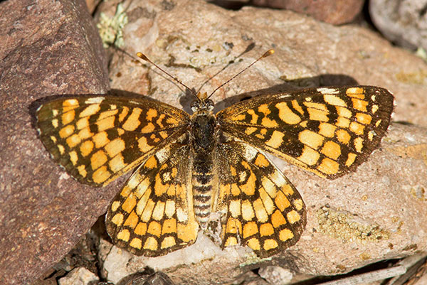Arachne Checkerspot Polydryas arachne Butterfly