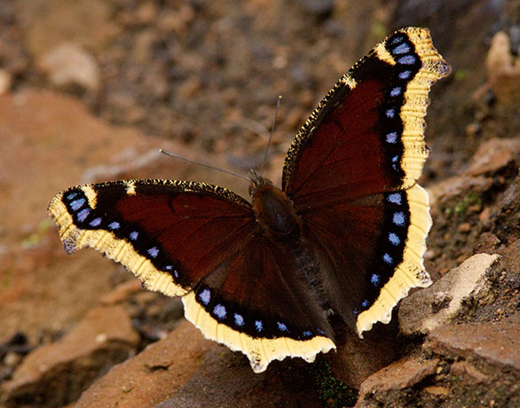 Mourning Cloak Nymphalis antiopa Butterfly