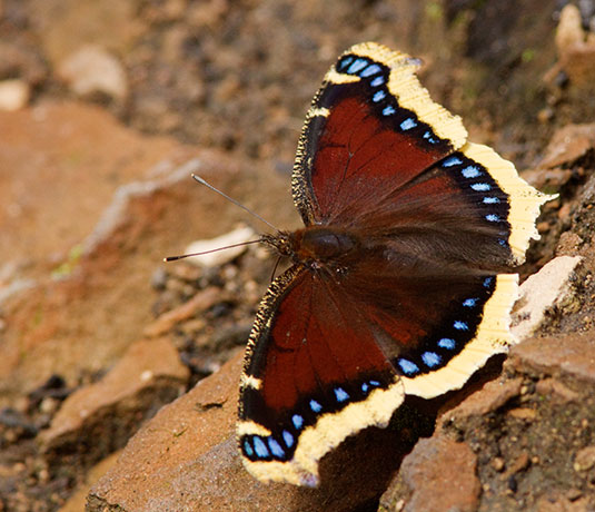 Mourning Cloak Nymphalis antiopa Butterfly