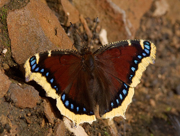 Mourning Cloak Nymphalis antiopa Butterfly