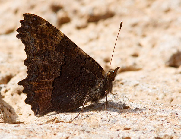 Milbert's Tortoiseshell Aglais milberti Butterfly