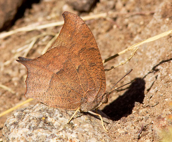 Goatweed Leafwing Anaea andria  Butterfly Family Nymphalidae Subfamily Charaxinae 