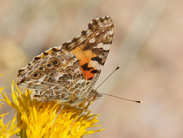 Painted Lady Vanessa cardui Butterfly