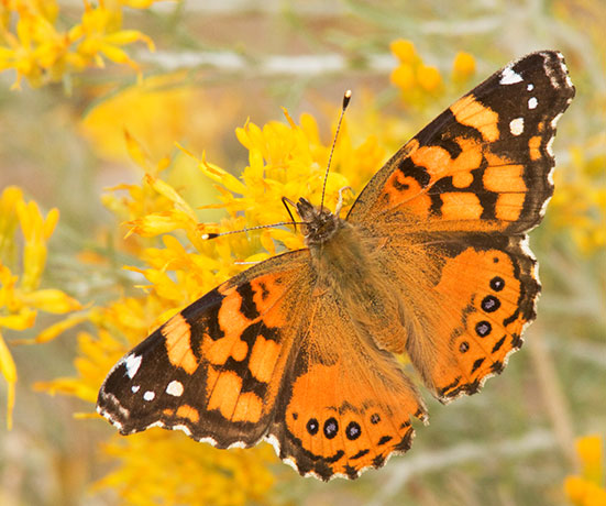 West Coast Lady Vanessa annabella Butterfly