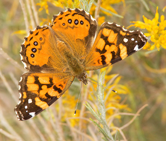 West Coast Lady Vanessa annabella Butterfly