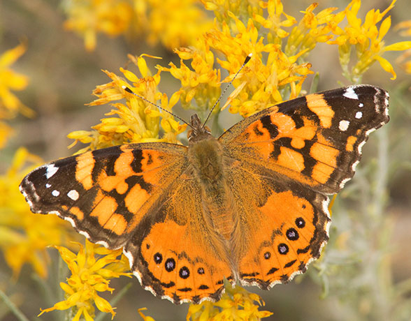 West Coast Lady Vanessa annabella Butterfly