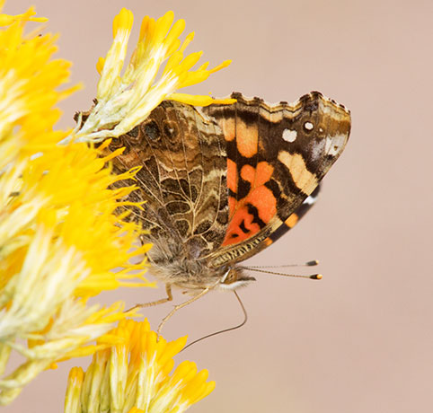 West Coast Lady Vanessa annabella Butterfly