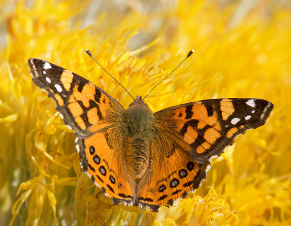 West Coast Lady Vanessa annabella Butterfly