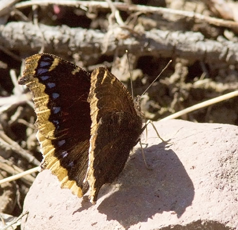 Mourning Cloak Nymphalis antiopa Butterfly
