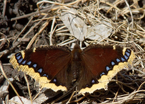 Mourning Cloak Nymphalis antiopa Butterfly