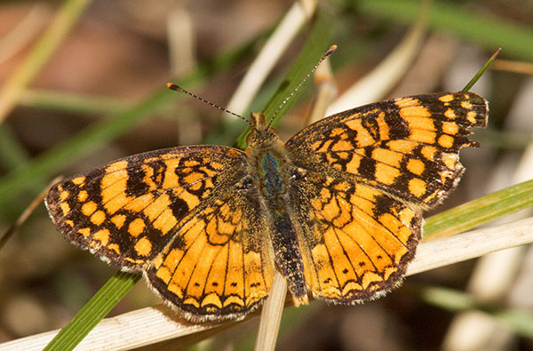 Mylitta Crescent Phyciodes mylitta Butterfly