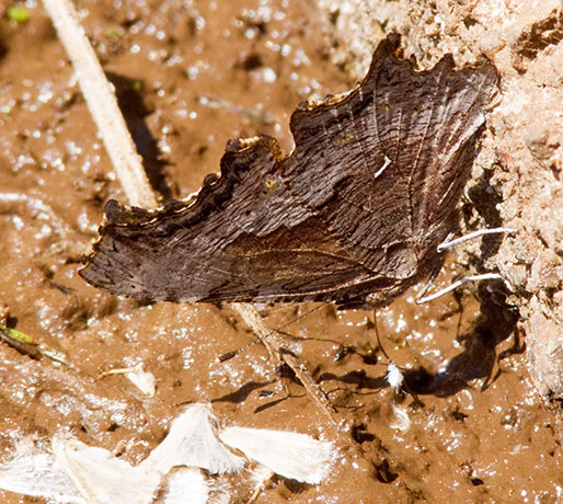 Zephyr Hoary Comma Polygonia gracilis zephyrus Hoary Anglewing Butterfly