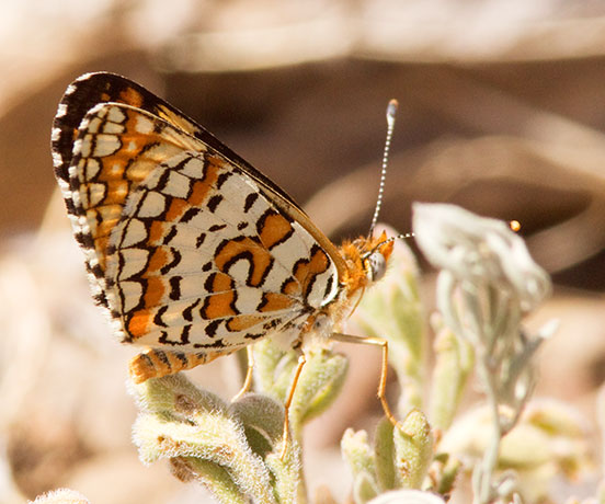 Arachne Checkerspot Polydryas arachne nympha Butterfly