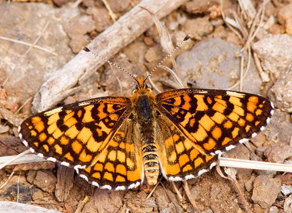 Arachne Checkerspot Polydryas arachne nympha Butterfly