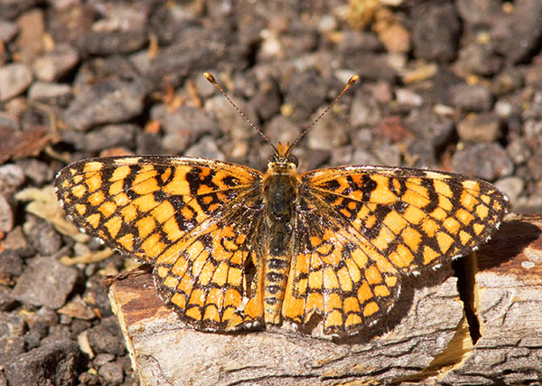 Arachne Checkerspot Aberrant Polydryas arachne nympha Butterfly