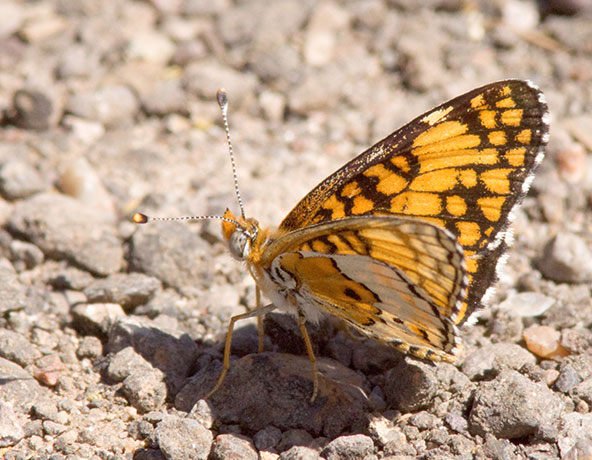 Arachne Checkerspot Aberrant Polydryas arachne nympha Butterfly