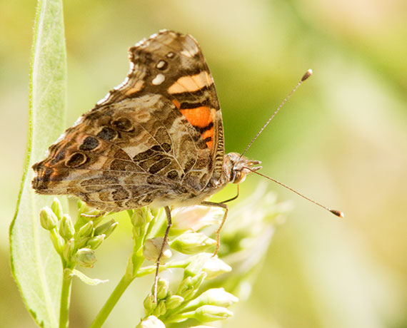 West Coast Lady Vanessa annabella Butterfly