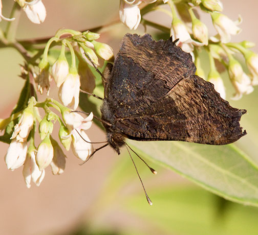 Milbert's Tortoiseshell Aglais milberti Butterfly