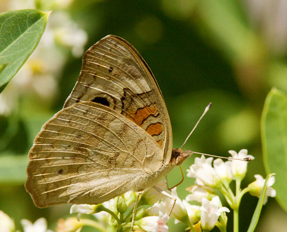 Common Buckeye Junonia coenia Butterfly