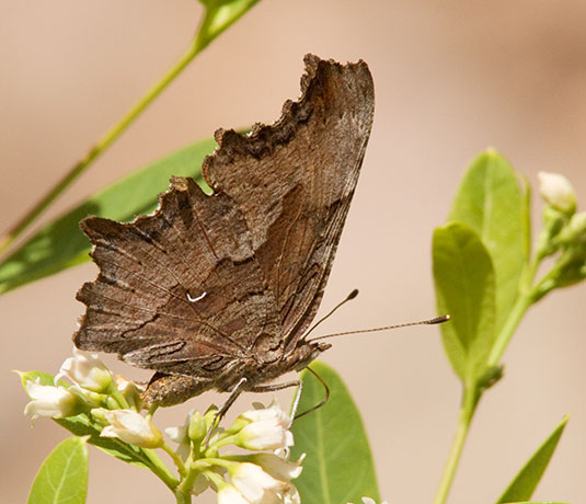 Zephyr Hoary Comma Polygonia gracilis zephyrus Hoary Anglewing Butterfly