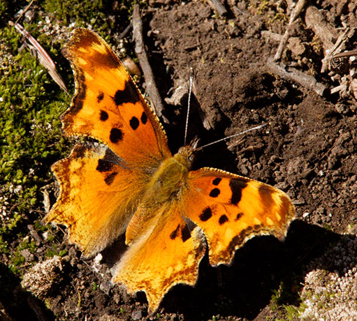 Zephyr Hoary Comma Polygonia gracilis zephyrus Hoary Anglewing Butterfly