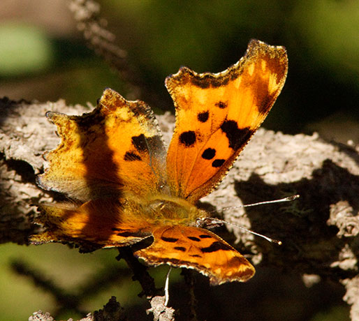Zephyr Hoary Comma Polygonia gracilis zephyrus Hoary Anglewing Butterfly