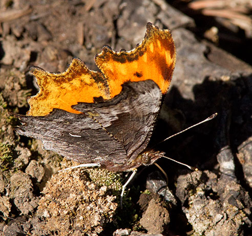 Zephyr Hoary Comma Polygonia gracilis zephyrus Hoary Anglewing Butterfly
