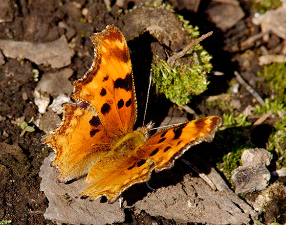 Zephyr Hoary Comma Polygonia gracilis zephyrus Hoary Anglewing Butterfly