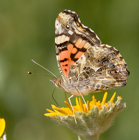 West Coast Lady Vanessa annabella Butterfly