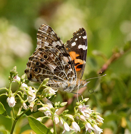 Painted Lady Vanessa cardui  Butterfly