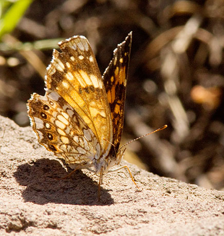 Silvery Checkerspot Chlosyne nycteis  Butterfly