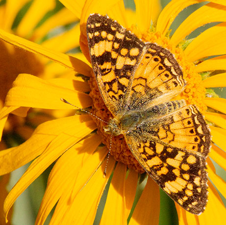 Mylitta Crescent Phyciodes mylitta Butterfly