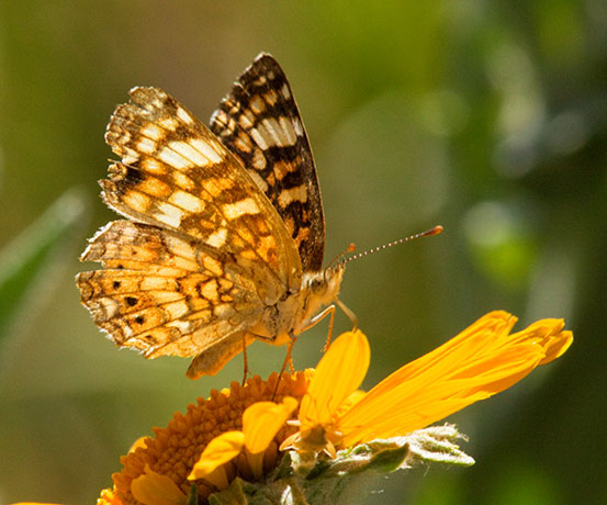 Mylitta Crescent Phyciodes mylitta Butterfly