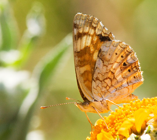 Mylitta Crescent Phyciodes mylitta Butterfly