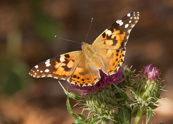 Painted Lady Vanessa cardui  Butterfly