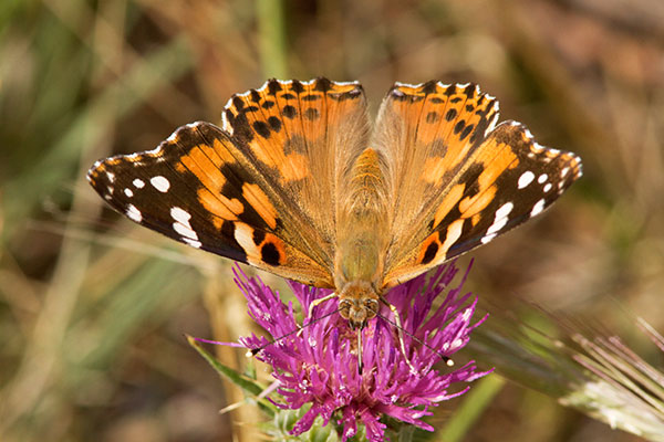 Painted Lady Vanessa cardui  Butterfly