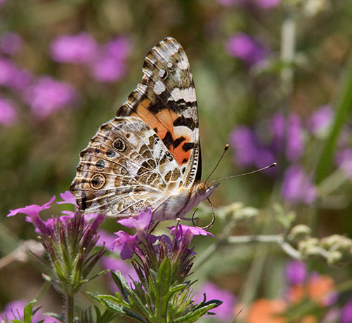 Painted Lady Vanessa cardui  Butterfly