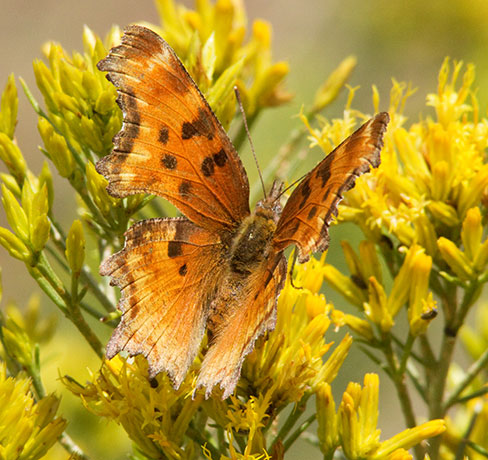 Zephyr Hoary Comma Polygonia gracilis zephyrus Hoary Anglewing Butterfly