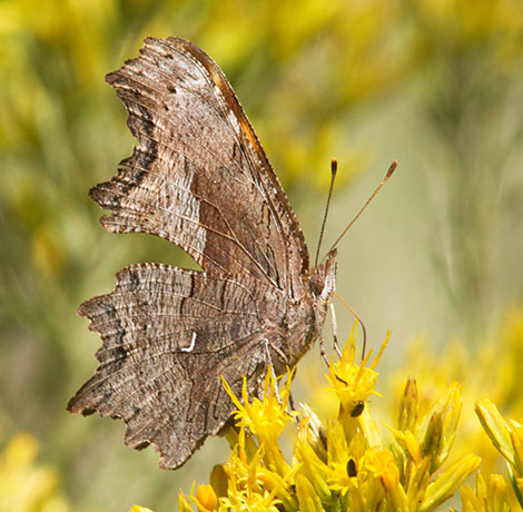 Zephyr Hoary Comma Polygonia gracilis zephyrus Hoary Anglewing Butterfly