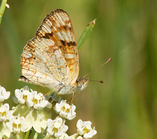 Field Crescent Phyciodes campestris Butterfly