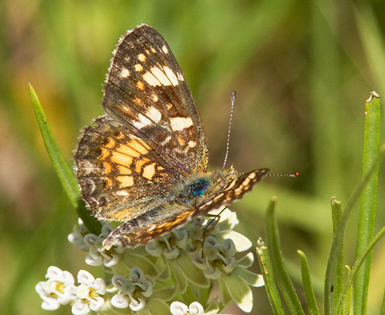 Field Crescent Phyciodes campestris Butterfly