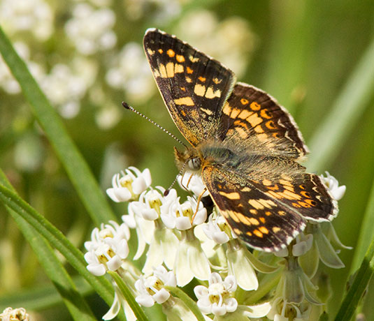 Field Crescent Phyciodes campestris Butterfly