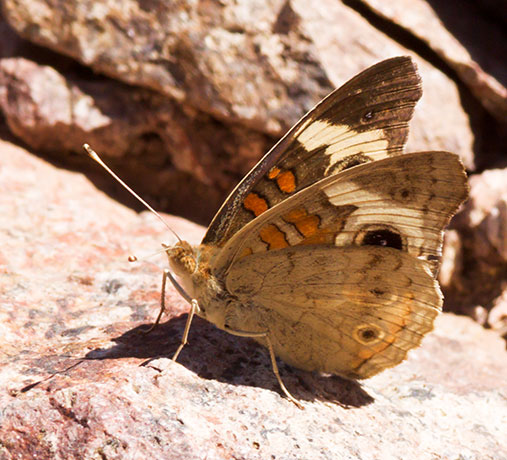 Common Buckeye Junonia coenia Butterfly